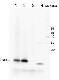 PsbH | Small subunit H of PSII in the group Antibodies Plant/Algal / Photosynthesis / PSII (Photosystem II) at Agrisera AB (Antibodies for research) (AS06 157)